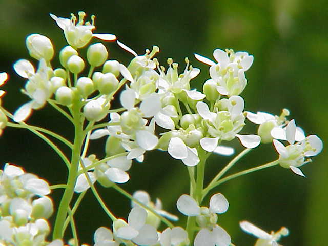 Lepidium draba
